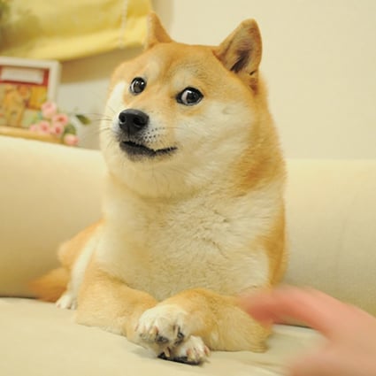 The Japanese Shiba Inu dog that inspired the doge meme. Photo: Handout