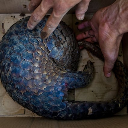 The plight of the pangolin, the world’s most trafficked mammal, is emblematic of Hong Kong’s leading role in the global extinction crisis as a hub of the illegal wildlife trade. Photo: Paul Hilton/Earth Tree Images