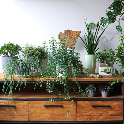 House plants have proven popular during the pandemic. Photo: Shutterstock