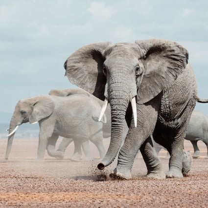 Elephant families in the Amboseli National Park, Kenya. An elephant baby boom has seen the park prosper. Photo: Pie Aerts