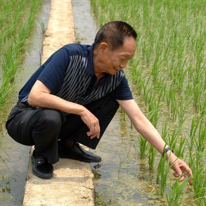 Yuan Longping inspects a trial plantation of hybrid rice. Photo: Xinhua