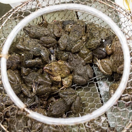 A man in China was hospitalised after he got a parasitic infection from eating five live frogs. Photo: Getty Images