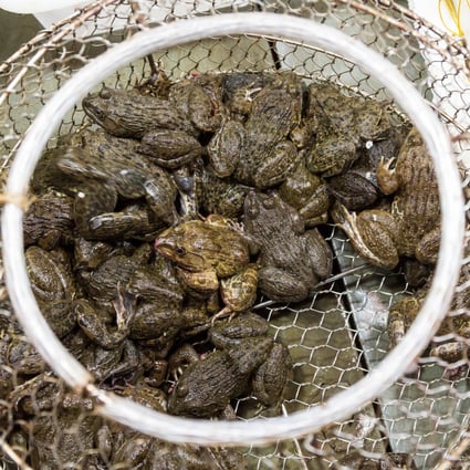 Chinese man who ate five live frogs 'for strength' hospitalised with parasitic infection | South China Morning Post
