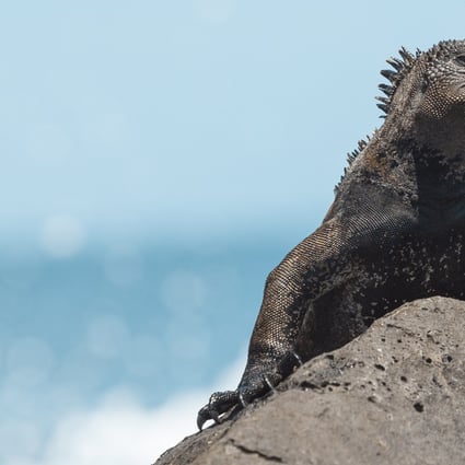The marine iguana is one of the animals found only in the Galapagos Islands but which has suffered from the presence of introduced species. Leonardo DiCaprio’s donation will help reintroduce and increase native animal populations. Photo: Getty Images