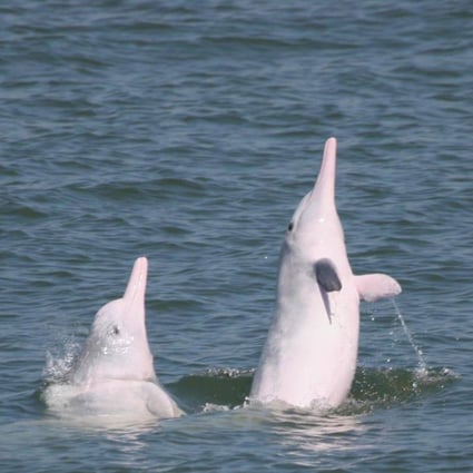 How ocean noise pollution is threatening Chinese white dolphins, affecting  the critically endangered creatures' ability to hunt, navigate and  communicate | South China Morning Post