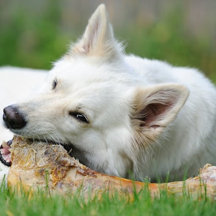 Antibiotic-resistant bacteria were  found in raw dog food in a recent study. Photo: Shutterstock