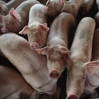 Pigs on a farm in Iowa. The average United States pig farm raises for slaughter more than 8,300 pigs a year, writes Henry Mance in How to Love Animals in a Human-Shaped World. Photo: Getty Images