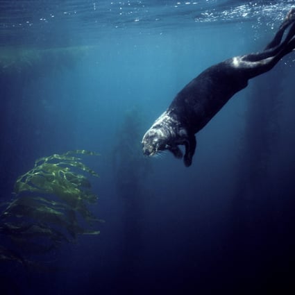 A sea otter dives in a kelp forest in Monterey Bay, California, the US. Sea otters are helping to keep California’s marine ecosystem healthy by feasting on the seaweed-loving urchins whose numbers have exploded. Photo: Getty Images