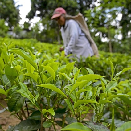A labourer works at a tea plantation in Ratnapura, Sri Lanka. The country’s organic farming revolution is threatening its prized tea industry, growers say. Photo: AFP