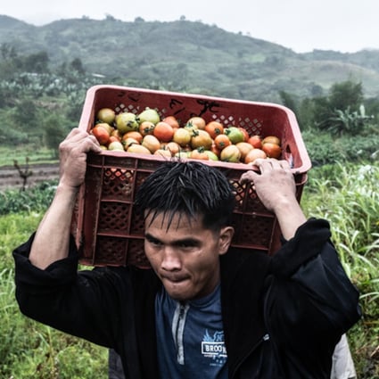 Jovanie Carpio carries a crate of tomatoes in Kasibu, the Philippines. Photo: Xyza Cruz Bacani