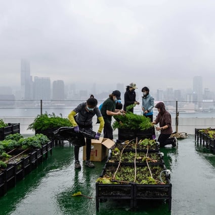 Urban farmers harvest vegetables grown on the rooftop of the Bank of America tower in Hong Kong on April 9. Urban farming is being promoted by Hong Kong social enterprises. Photo: AFP