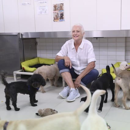 Sally Andersen, founder of Hong Kong Dog Rescue, with rescued dogs in Ap Lei Chau. Photo: Winson Wong