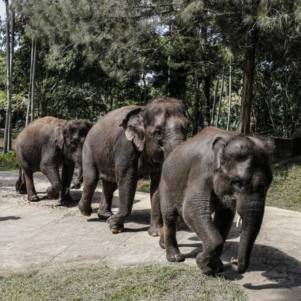 Sumatran elephants at the Bali Elephant Camp, Badung, in April last year. Photo: NurPhoto via Getty Images