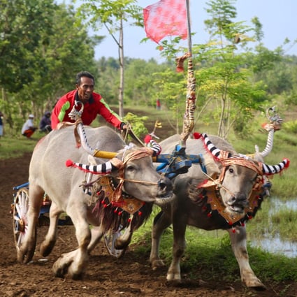 In Bali, in Indonesia, there is hope that life can finally return to normal after Covid-19 – the bull races have returned. Photo: Ian Neubauer