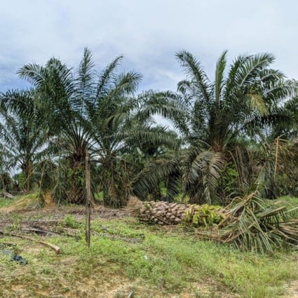 In Malaysia S Johor Forest Reserves Are Being Replaced With Gold Mines And Palm Oil Plantations South China Morning Post