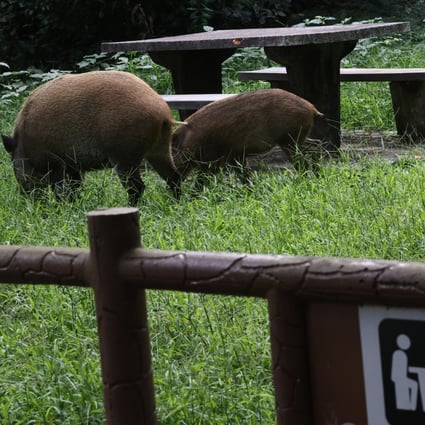 Wild boars in Aberdeen Country Park on October 6. Photo: K.Y. Cheng