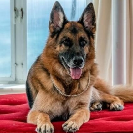 Gunther is a millionaire German shepherd who lives in Madonna’s former Miami mansion. Photos: LPG for The Assouline Team at Compass