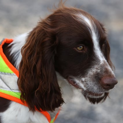 A sniffer dog in Germany. File photo: Reuters
