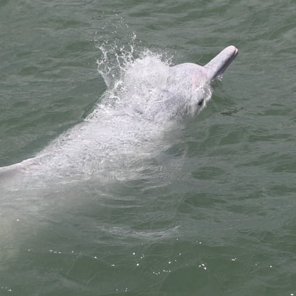 A Chinese white dolphin is seen at South Lantau Marine Park. This is Hong Kong’s sixth marine park, designated last year for better conservation of the Chinese white dolphin and its habitat. Photo: Sam Tsang