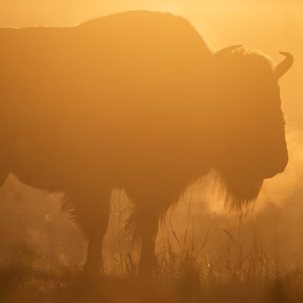 A plains bison at Elk Island National Park in Alberta, Canada. From there, herds have been despatched to six provinces, revitalising both nature and people. Photo: Daniel Allen