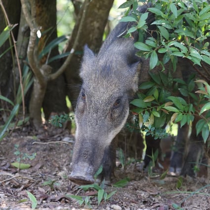 A wild boar noses its way around Mount Parker Road Green Trail in Tai Tam Country Park on July 27. Photo: Nora Tam