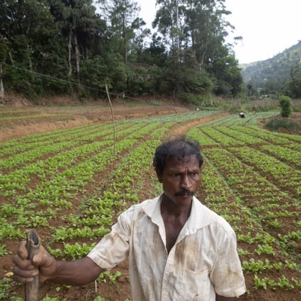 A Sri Lankan vegetable farmer stands in a newly prepared tomato bed in July amid the government’s ban on imports of agrochemicals. Photo: AP