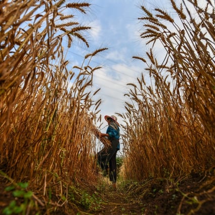 Chinese grain production hit a record 682.9 million tonnes this year, up from 650 million tonnes last year. Photo: Xinhua
