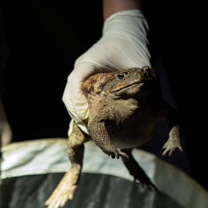 More than 200 cane toads have been found in Nantou county, Taiwan so far. Photo: AFP
