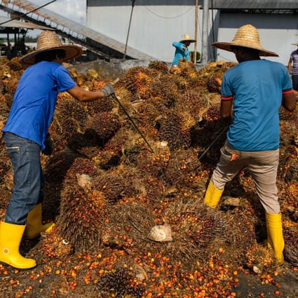 Workers inspect the quality of palm oil fruits at a factory in Sepang, outside Kuala Lumpur, in November 2014. Malaysian palm oil firms are among those being targeted by Western lawmakers and regulators over concerns about forced labour. Photo: AFP