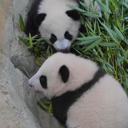 Huanlili and Yuandudu in their enclosure at at the Beauval Zoo. Photo: AFP 
