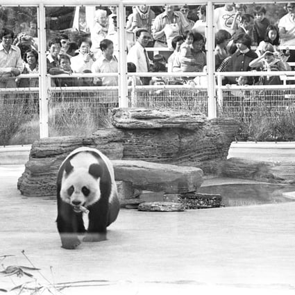 Two giant pandas on loan from China drew big crowds to Hong Kong’s Ocean Park theme park during their three-month stay from December 1978. Photo: SCMP