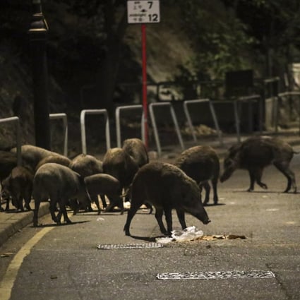 Wild pigs wander along Shum Wan Road looking for food on November 17. Photo: Edmond So