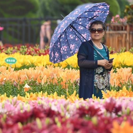 Lilies in full bloom at Changchun Park in northeast China. They are among flowers that flourish when grown in Canton mud - soil from the bottom of fish ponds that drains well. Photo: Xinhua