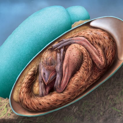 An artist’s reconstruction of a baby oviraptorosaur in its egg. Image: Julius Csotonyi/Handout