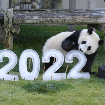 One-year-old giant panda Fuhin is given a “kadomatsu” traditional Japanese decoration for New Year and ice blocks on Dec. 27, 2021, carved into the numbers of 2022 in celebration of the coming year at the Adventure World amusement park in Shirahama, Wakayama Prefecture, western Japan. Photo: Kyodo