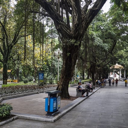 Banyan trees line a park in Guangzhou, southern China, before their mass destruction in an urban renewal project. Photo: Shutterstock