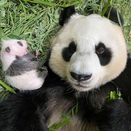 Newly named Chinese panda cub Le Le with her mother Jia Jia in Singapore. Photo: Wildlife Reserves Singapore