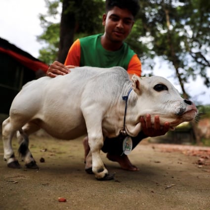 Rani, the world’s smallest cow and her owner in Nabinagar, on the outskirts of Dhaka, Bangladesh. Photo: Reuters