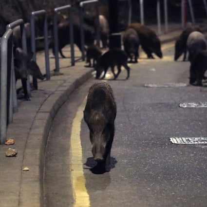 A herd of wild boars are seen on Shum Wan Road in Wong Chuk Hang, during an operation to capture them for culling on November 17. Photo: Edmond So