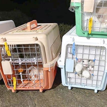 Thirty-seven pedigree kittens and puppies were confiscated alongside loads of frozen bull and deer penises in a joint anti-smuggling operation. Photo: Handout