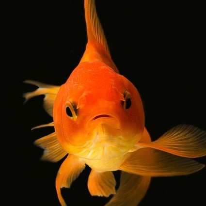 The experiment shows goldfish have the cognitive ability to learn a complex task in an environment completely unlike the one they evolved in, the study’s author says. Photo: Shutterstock