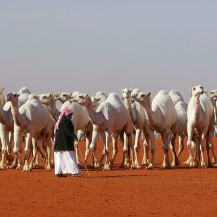 Camels during the sixth King Abdulaziz Camel Festival, 161km from the capital Riyadh. The festival this weekend has, for the first time, introduced a round for female camel owners. Photo: AFP