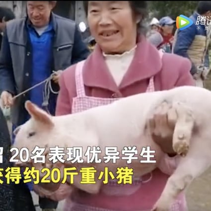 A poverty relief programme has given 20 primary school children a live piglet to recognise their hard work and boost the local economy. Photo: Weixin