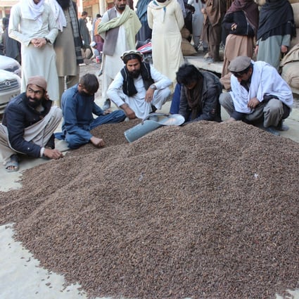 Pine nuts are a valuable export for Afghanistan. Photo: Getty Images
