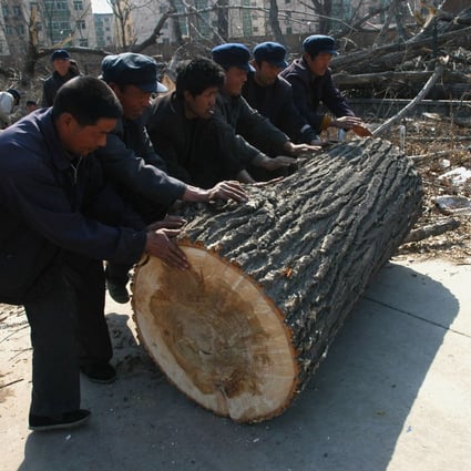 Workers roll a log in a wood in Beijing, China. Excessive tree-cutting has accelerated desertification and soil erosion in many regions of China. Photo: Getty Images