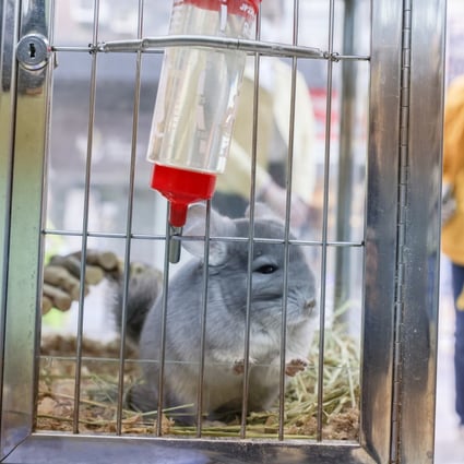 The decision to cull the hamsters has sparked outrage among pet owners and animal welfare groups. Photo: Nora Tam