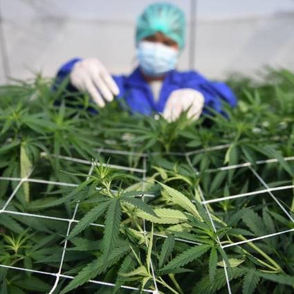 A worker inspects marijuana leaves at a farm in Thailand. Photo: Reuters