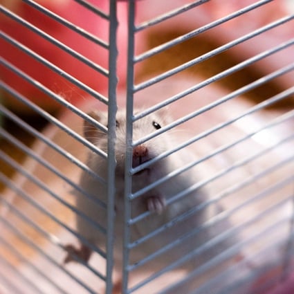 A hamster plays inside a cage before being dropped off for culling at the New Territories South Animal Management Centre in Hong Kong, January 19, 2022. Photo: AFP