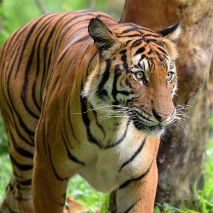 In Year of the Tiger, Malaysia's tigers face a grim future with poaching and habitat loss pushing them towards extinction | South China Morning Post In Year of the Tiger, Malaysia's tigers face a grim future with poaching and habitat loss pushing them towards extinction | South China Morning Post