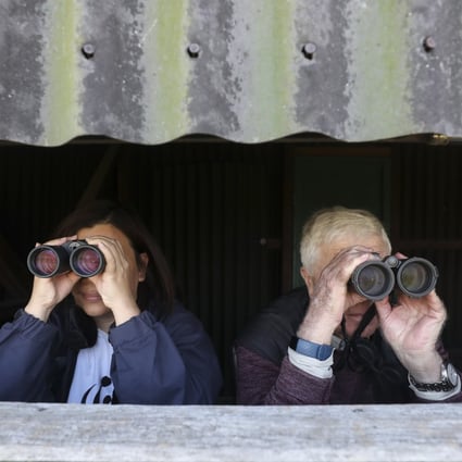 Nicole Wong and Dan Bradshaw of WWF-Hong Kong look out over Deep Bay from a birdwatching hide at the  Mai Po nature reserve in the city’s New Territories. WWF-Hong Kong is celebrating its 40th anniversary. Photo: SCMP/Xiaomei Chen